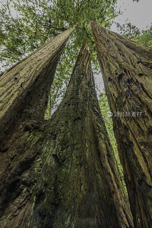 海岸红杉(Sequoia sempervirens)是柏科(柏科)红杉属(Sequoia Sequoia sempervirens)中唯一的现存树种。杰迪戴亚史密斯红杉州立公园;林下的蕨类植物。